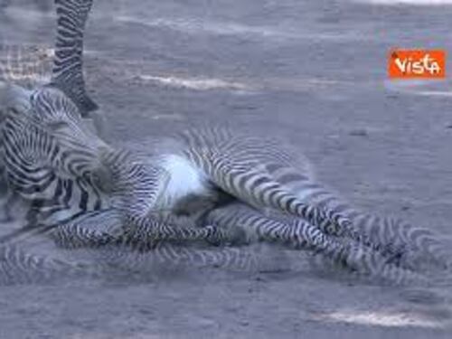 Eccezionale fiocco rosa al Bioparco di Roma, nata piccola zebra di una specie a rischio
