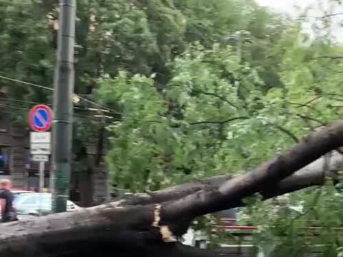Maltempo a Milano, alberi sradicati dalla furia del vento in piazza Cairoli