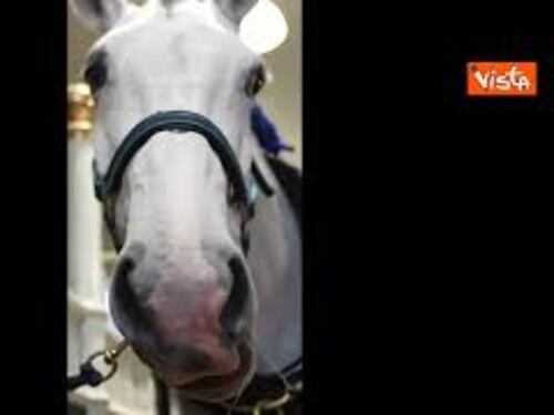 Incoronazione Carlo III, i cavalli pronti per la parata