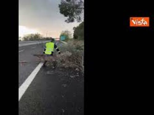 Maltempo in Toscana, la situazione sulla A11 e la A14. Alberi caduti e carreggiata allagata