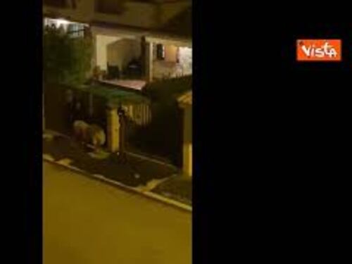 Leone fugge da circo Ladispoli, ecco l'animale a spasso tra le case, seguito dalle Forze dell'ordine