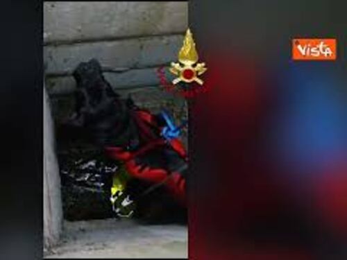Il cane Giacomino cade in un pozzo di 10 metri a Roma, salvato dai Vigili del Fuoco