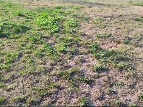 Manutenzione del verde praticamente inesistente al 'Parco 8 marzo' di Milano