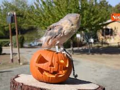 Gli animali dei parchi Costa in Romagna festeggiano Halloween con le zucche