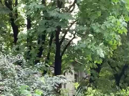 Tempesta su Milano: albero crollato in corso Sempione