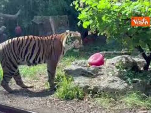 Le tigri del Bioparco di Roma ricevono ghiaccioli ripieni di carne contro il caldo estivo
