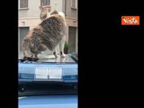 La gatta Romina, mascotte della Polizia, fa un giro sulla volante a Poggibonsi