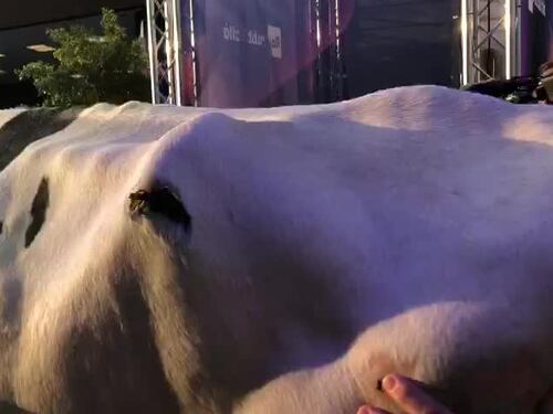 Agricoltori sfondano il green carpet di Sanremo con una mucca