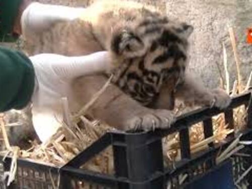 Nasce una cucciola di tigre di Sumatra al Bioparco di Roma, in natura ne restano 600