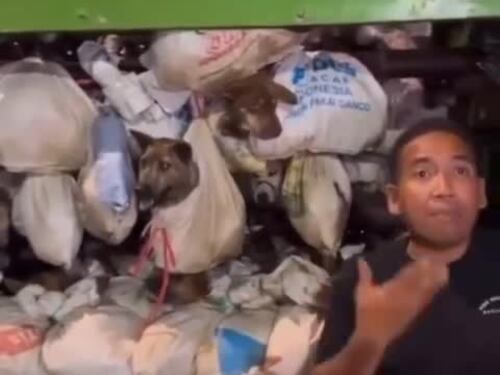 Cani trasportati per il macello in Indonesia: il video dell'orrore