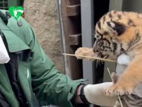 I primi controlli veterinari della cucciola di Tigre di Sumatra nata al Bioparco di Roma
