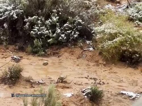 Leoni, giraffe e zebre imbiancati dalla neve: il video del "safari bianco" in Sudafrica