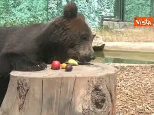 L'orso Kuma dal Bioparco di Roma a un bosco tedesco, ora vivrà in semi-libertà
