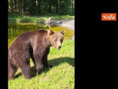 Primi passi per orso Kuma nel suo nuovo habitat in Baviera. L'animale trasferito da Bioparco di Roma
