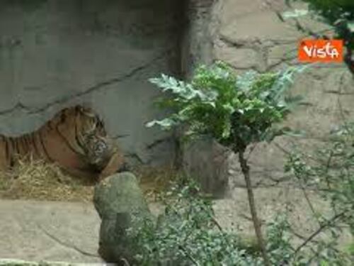 Il debutto di Kala, la tigrotta nata al Bioparco di Roma. Ha tre mesi e sarà visibile al pubblico