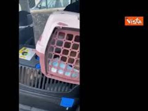 9 cuccioli di cane e un gatto di razza importati illecitamente sequestrati dalla Gdf a Trieste