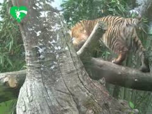 La tigre del Bioparco di Roma Kala compie sei mesi