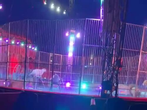 I leoni sfuggono al controllo dell'addestratore: paura al Circo Orfei