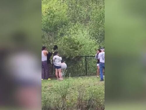 Cuccioli d'orso feriti per un selfie: polemica negli Stati Uniti