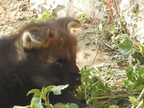 I baby lupetti del Parco Natura Viva di Bussolengo escono dalle tane
