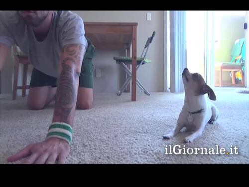 Il cagnolino fa yoga col padrone