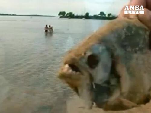 Più di 60 i feriti a causa dei piranha
