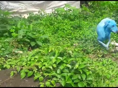 India, allarme inquinamento: i cani sono blu