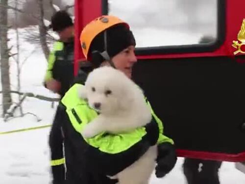Il salvataggio dei tre cuccioli di pastore abruzzese