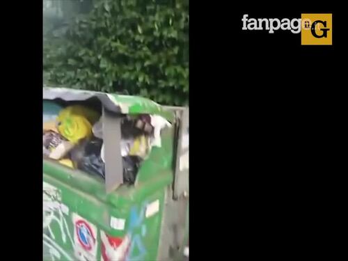La capitale tra rifiuti e degrado: a Roma è emergenza cinghiali