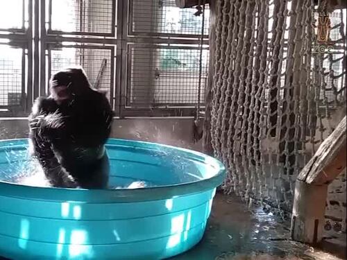 Zola, il gorilla che piroetta sulle note di "Maniac": ed è subito Flashdance