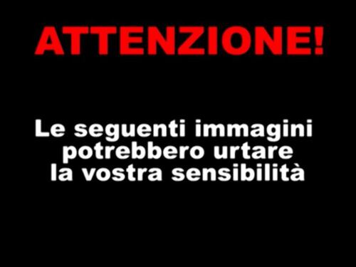 Nuotatrici austriache investite da un bus