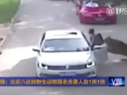 Cina, donna aggredita e uccisa dalle tigri nel parco naturale: "Era scesa dall'auto per soccorrere la figlia"