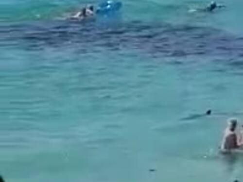 Maiorca, squalo in mezzo ai bagnanti: è panico
