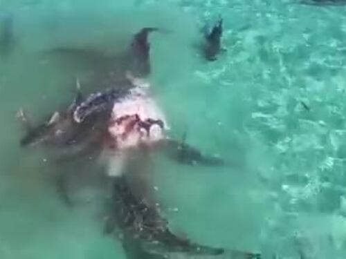 Riprese choc dal drone: balena divorata da squali