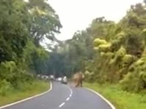 Il tragico selfie con l'elefante