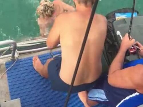 Si tuffa per catturare lo squalo a mani nude: finisce malissimo