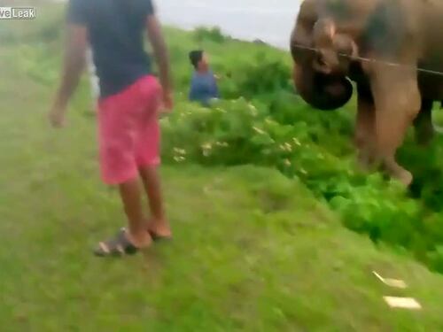 Ubriaco rischia la vita per un attacco di un elefante