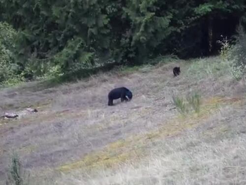 L'orso blu in Canada
