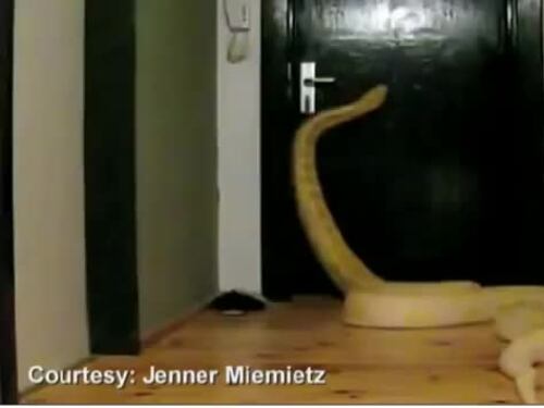 Boa constrictor che apre le porte