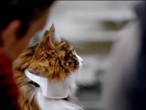 Il collare che fa "parlare" il vostro gatto