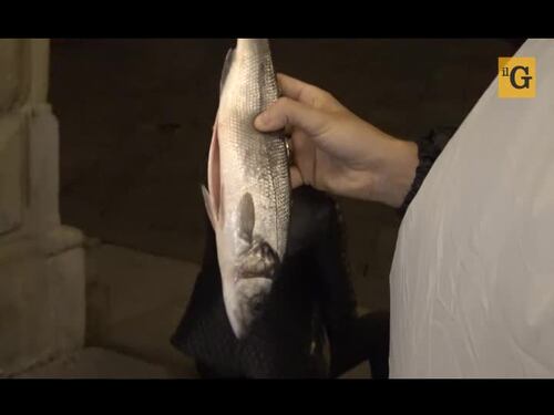 A Bologna arriva il pinguino anti-sardine