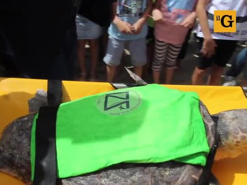 Liberata in mare la tartaruga Caretta caretta Federica. Era ferita e piena di plastica
