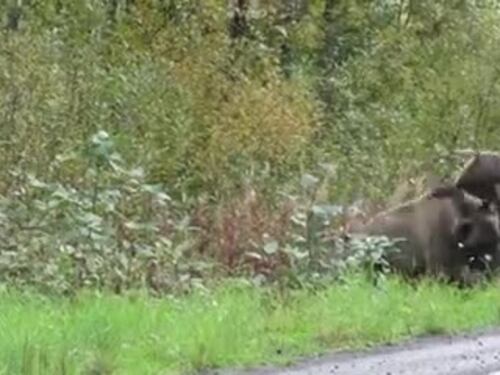 Canada, lo scontro tra orsi grizzly in autostrada