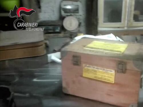 Macellazione abusiva a Marigliano: le immagini dei carabinieri