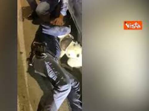 Cane incastrato sotto un'auto, il salvataggio della Polizia a Pescara