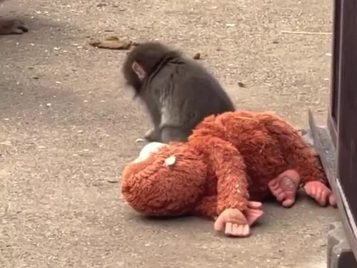 Il macaco Punch insieme al peluche
