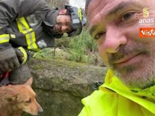Anas e Vigili del Fuoco salvano il cane Giorgio sulla SS 19 a Tiriolo (CZ)
