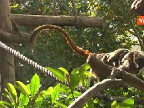 Al Bioparco di Roma nati due gemelli di tamarino imperatore, simpatiche scimmiette dai lunghi baffi