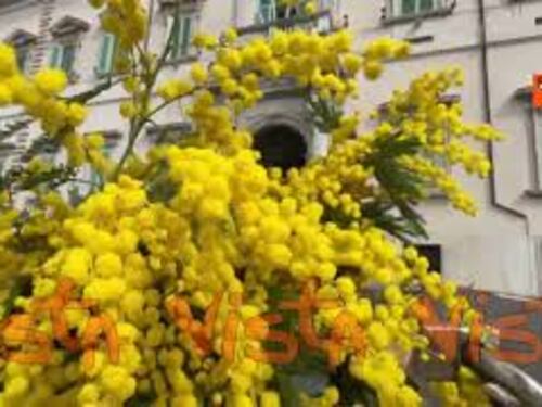 Ecco l'ingresso del Quirinale addobbato con le mimose per la Festa della Donna