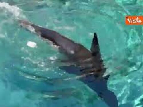 Ghiaccioli di carne e frullati congelati contro il caldo per gli animali del Bioparco di Roma